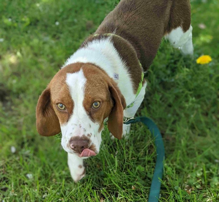 Deuce, an adoptable Beagle Mix in Danbury, CT_image-3