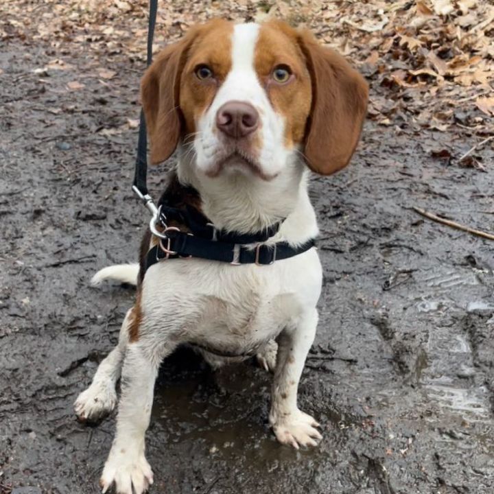 Deuce, an adoptable Beagle Mix in Danbury, CT_image-4