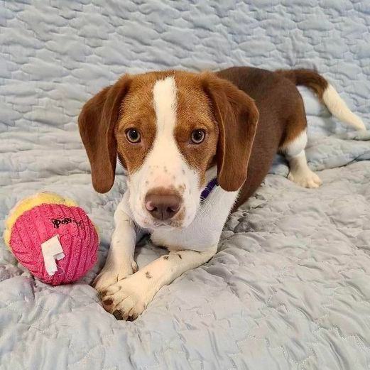 Deuce, an adoptable Beagle Mix in Danbury, CT_image-1