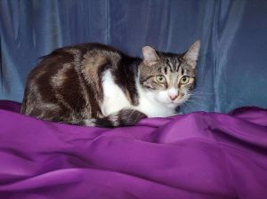 Meet Andy Andy is a very handsome Mau Mix He is estimated to have been born around 72020 He is