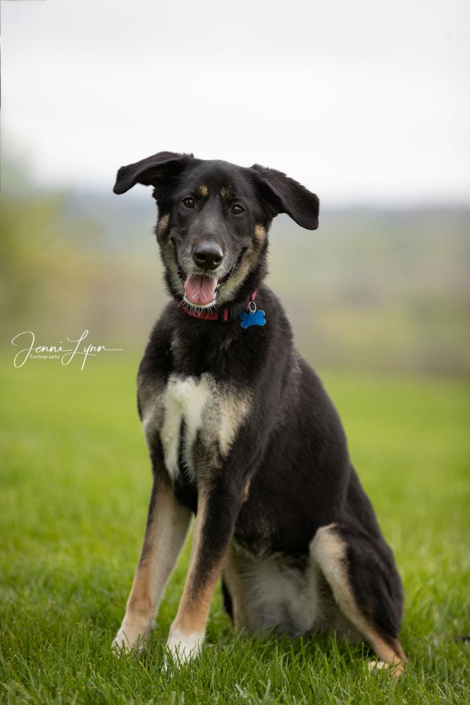 Dog for adoption - Gracie, a Saluki & German Shepherd Dog Mix in ...