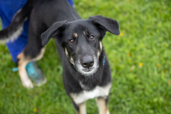 Dog for adoption - Gracie, a German Shepherd Dog & Saluki Mix in ...