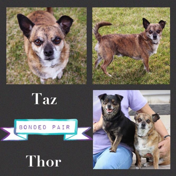 Taz and Thor