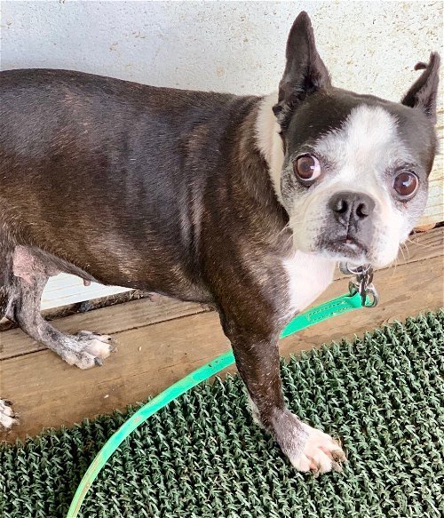 Dog for adoption Gia, a Boston Terrier in Plano, TX