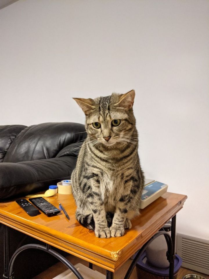 Cat for adoption Milo a Domestic Short Hair in Grand Rapids MI