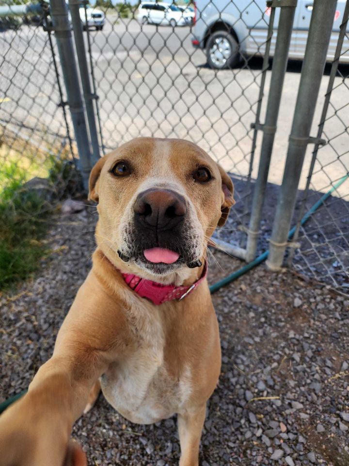 *KARMA, an adopted American Staffordshire Terrier & Labrador Retriever Mix in Prineville, OR_image-1