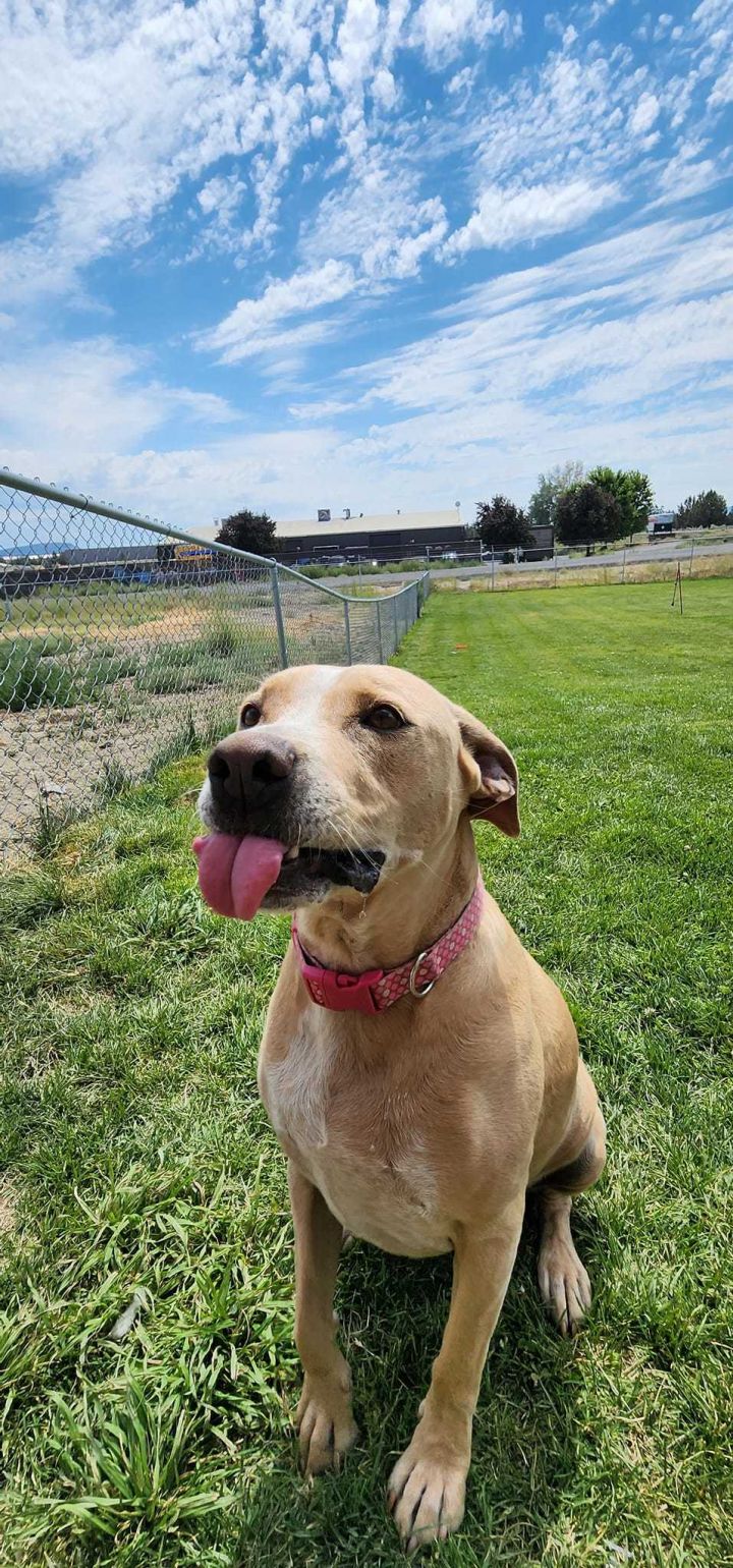 *KARMA, an adopted American Staffordshire Terrier & Labrador Retriever Mix in Prineville, OR_image-5