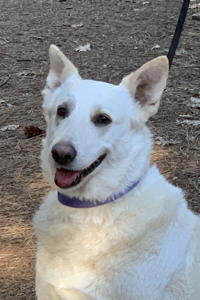 Geri, an adoptable German Shepherd Dog in Sacramento, CA, 95827 | Photo Image 1
