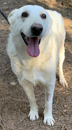 Geri, an adoptable German Shepherd Dog in Sacramento, CA, 95827 | Photo Image 3