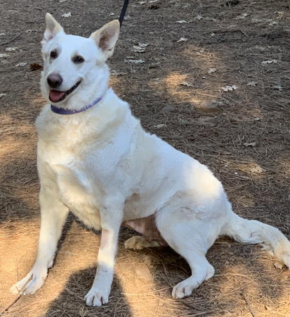 Geri, an adoptable German Shepherd Dog in Sacramento, CA, 95827 | Photo Image 4