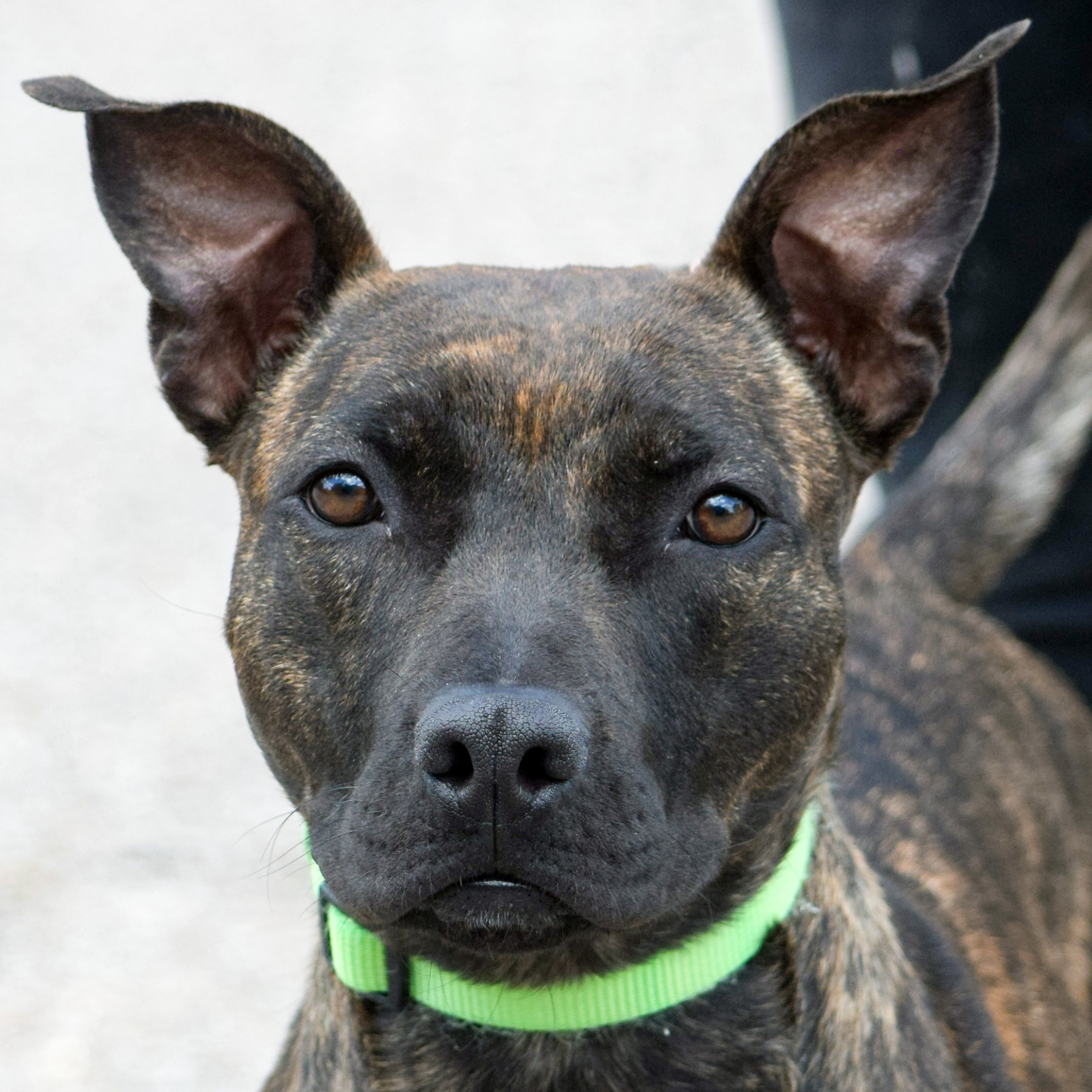 Tigereye, an adoptable American Staffordshire Terrier, Boxer in Huntley, IL, 60142 | Photo Image 2