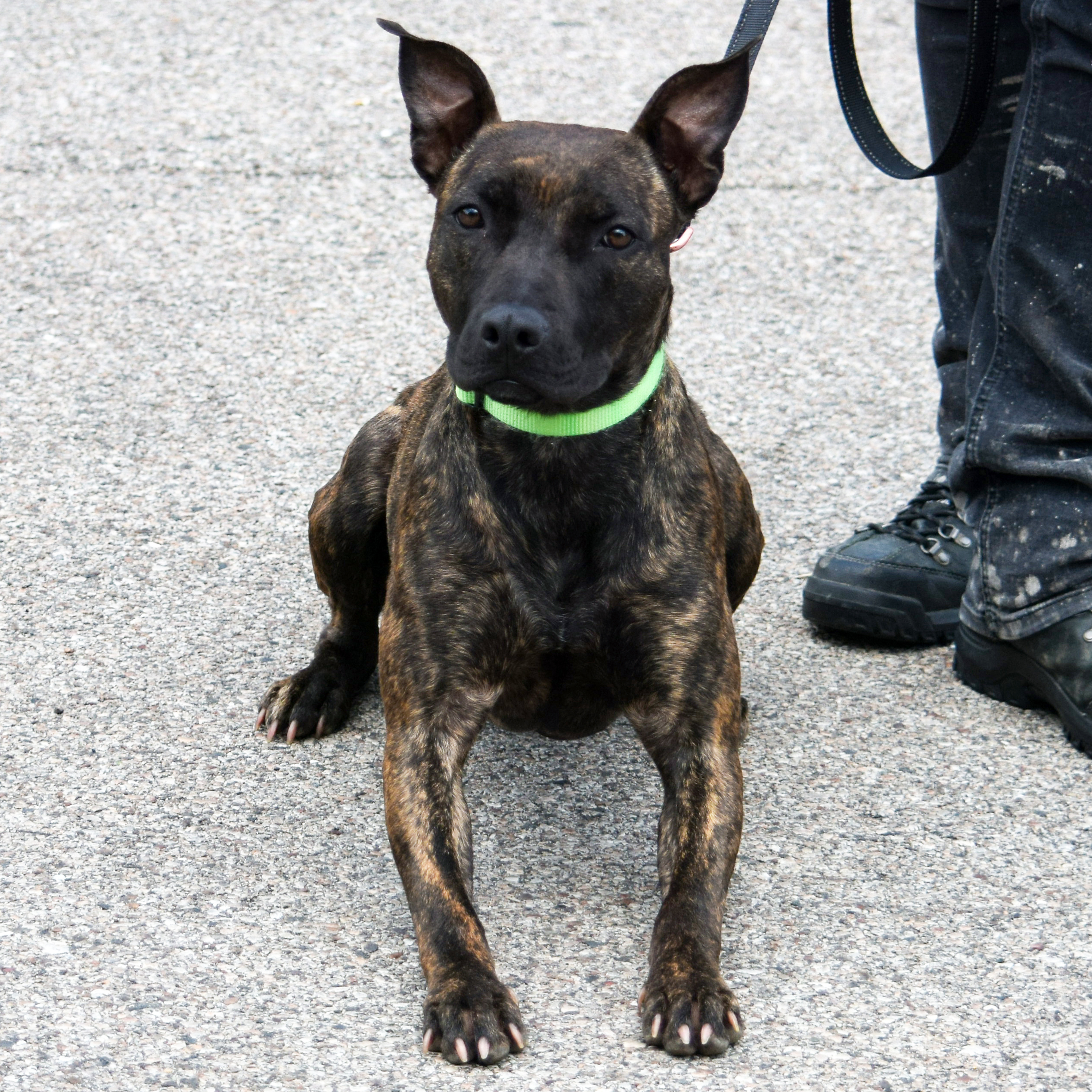 Tigereye, an adoptable American Staffordshire Terrier, Boxer in Huntley, IL, 60142 | Photo Image 4