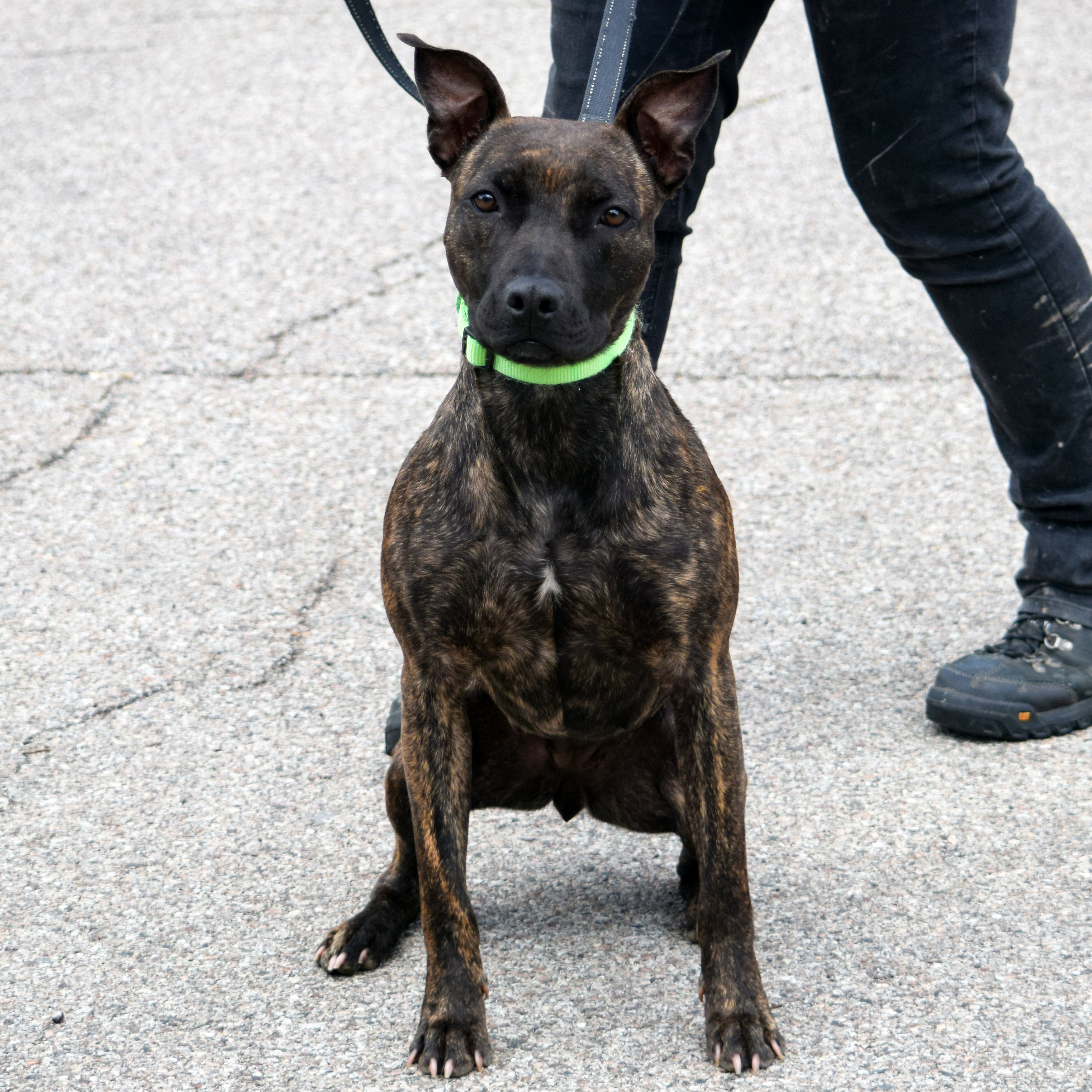 Tigereye, an adoptable American Staffordshire Terrier, Boxer in Huntley, IL, 60142 | Photo Image 6