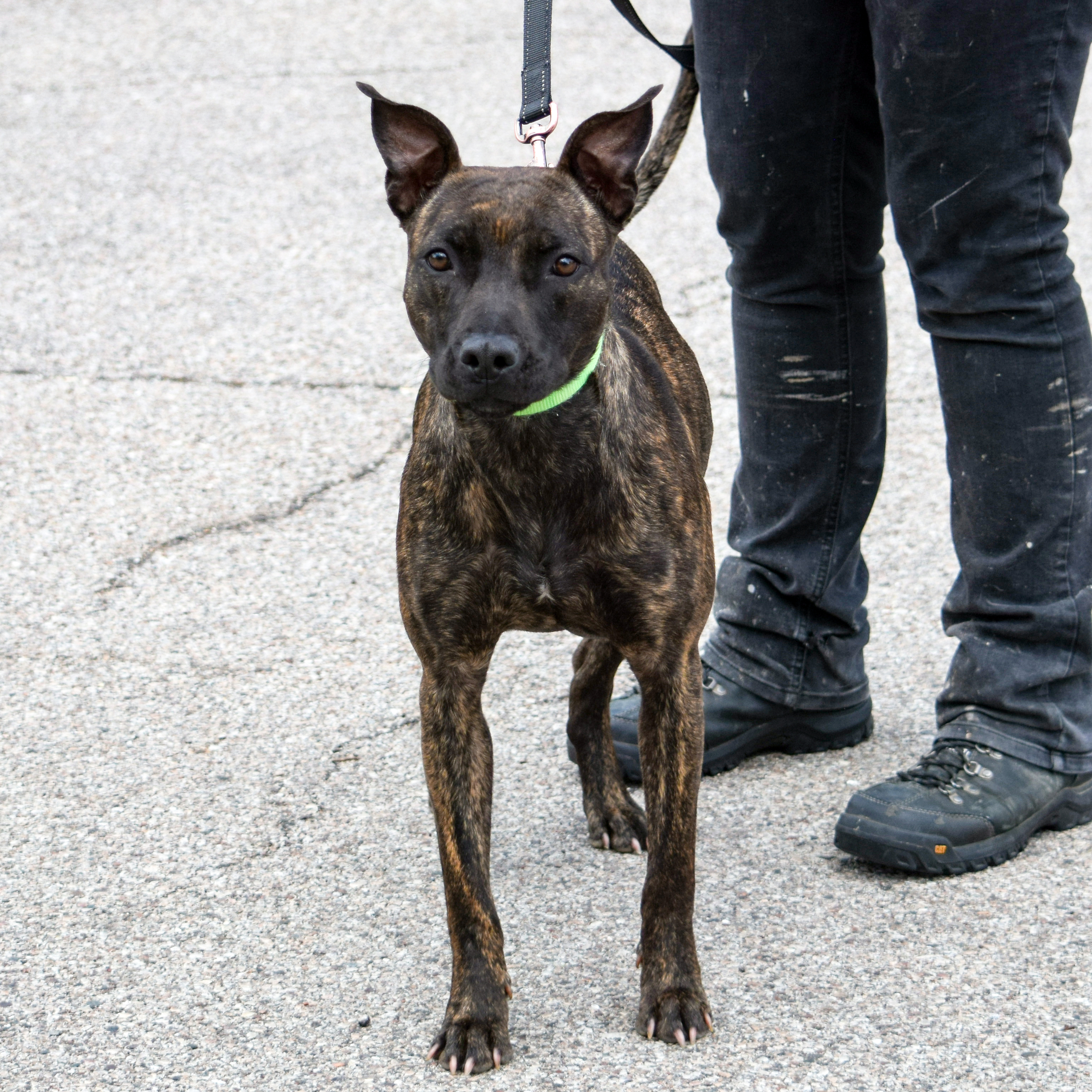 Tigereye, an adoptable American Staffordshire Terrier, Boxer in Huntley, IL, 60142 | Photo Image 8