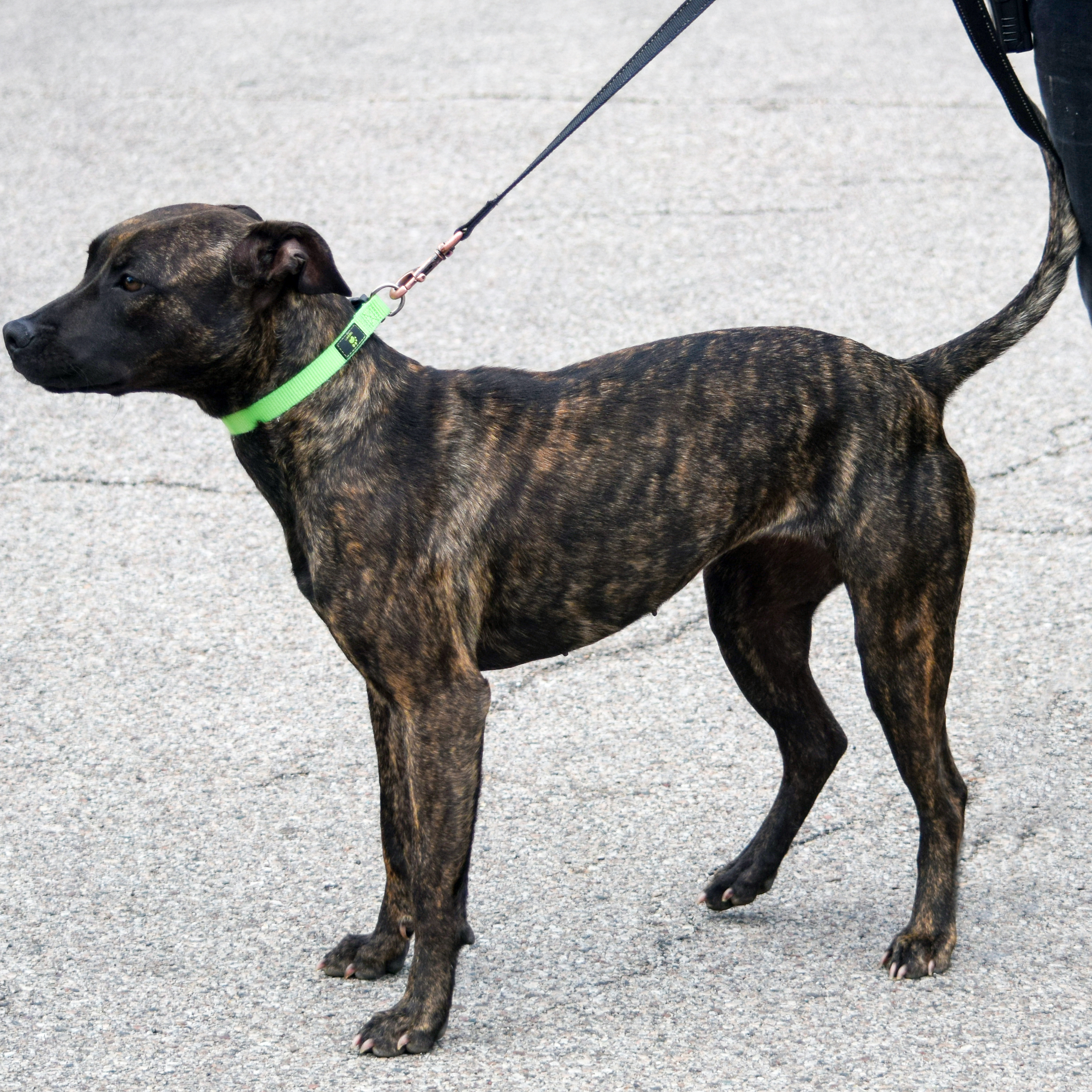 Tigereye, an adoptable American Staffordshire Terrier, Boxer in Huntley, IL, 60142 | Photo Image 10