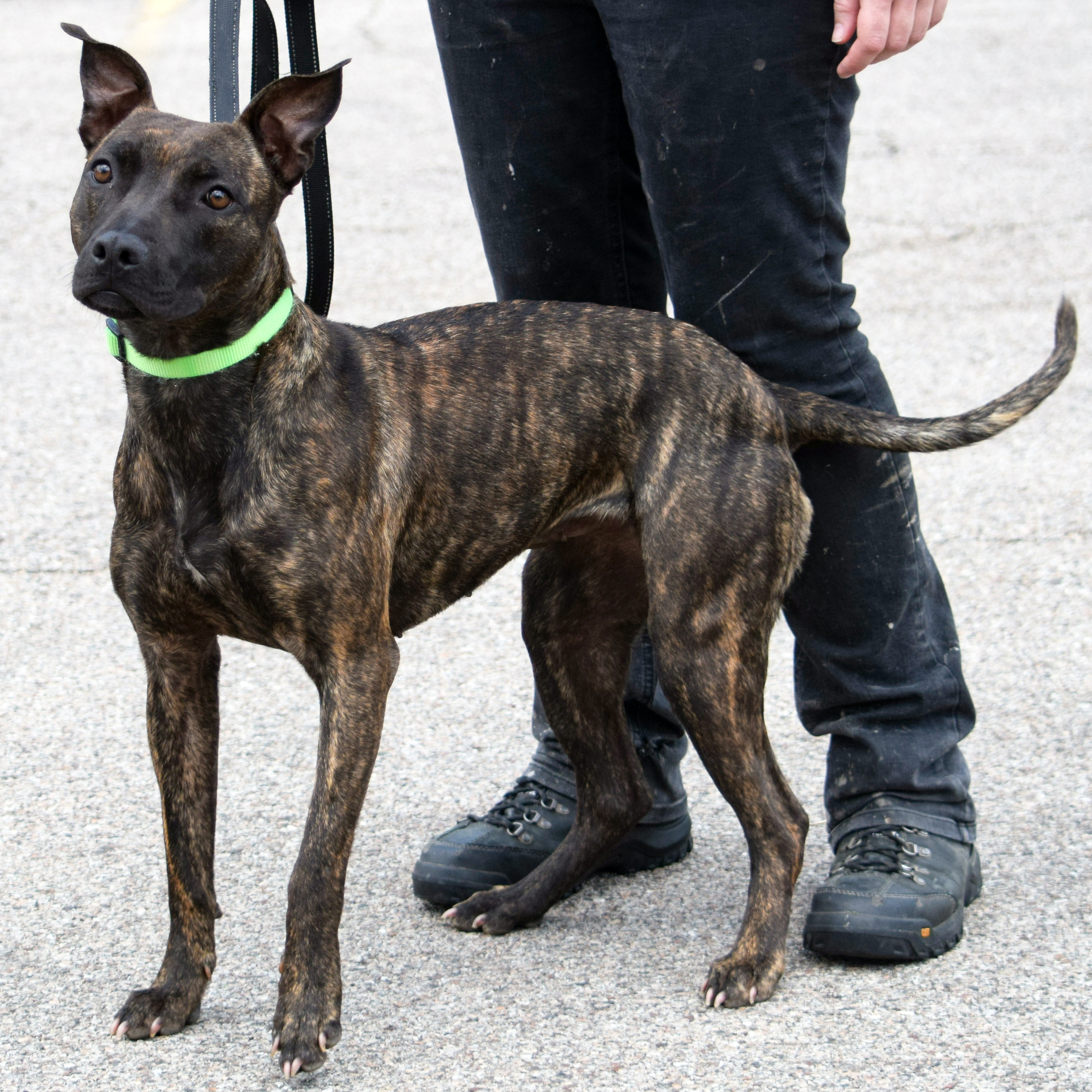 Tigereye, an adoptable American Staffordshire Terrier, Boxer in Huntley, IL, 60142 | Photo Image 11
