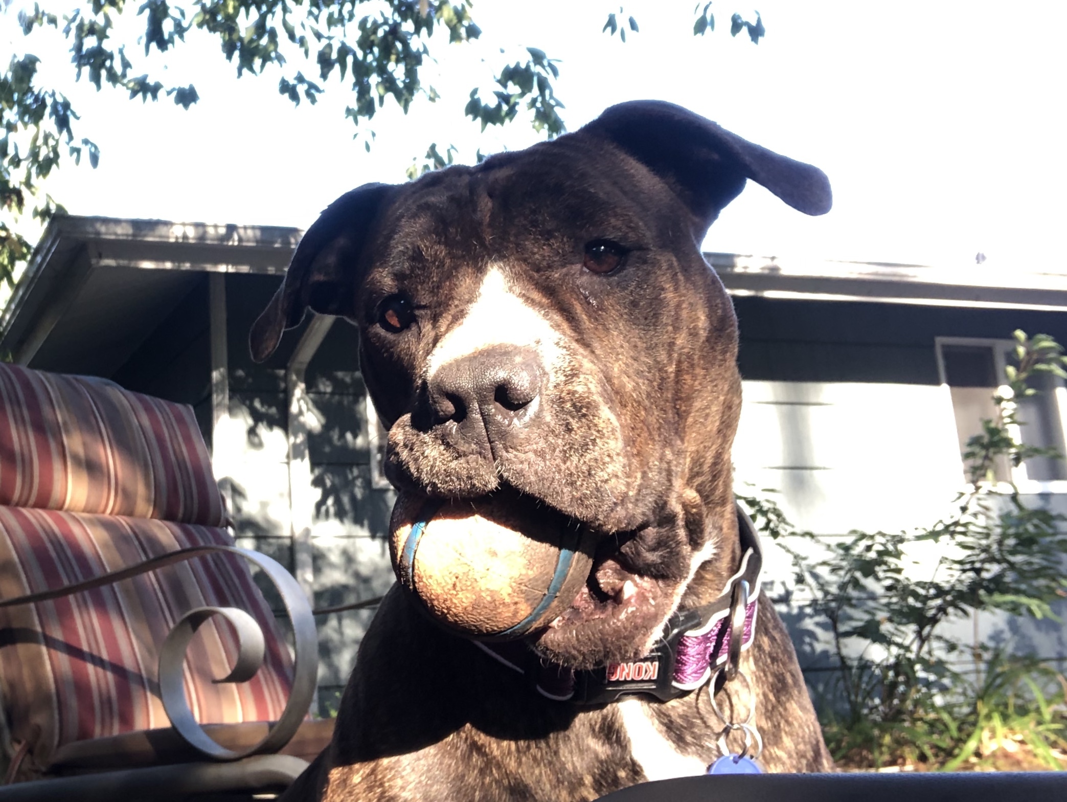 Callie, an adoptable Staffordshire Bull Terrier, Boxer in Portland, OR, 97220 | Photo Image 2