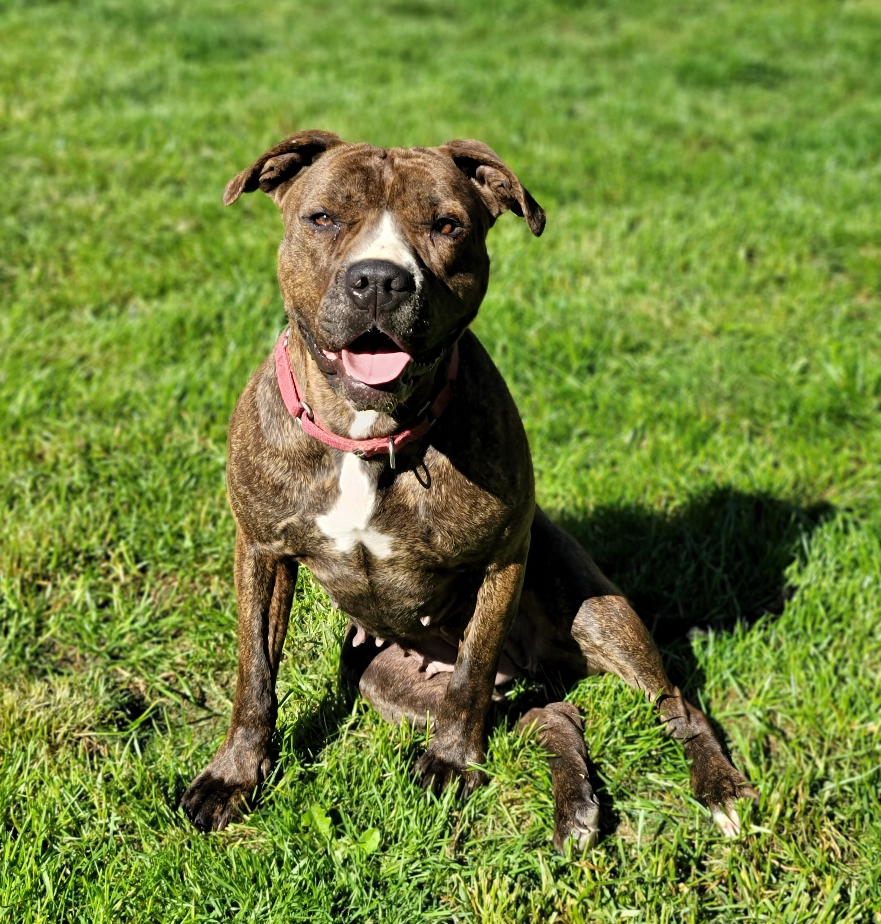 Callie, an adoptable Staffordshire Bull Terrier, Boxer in Portland, OR, 97220 | Photo Image 3