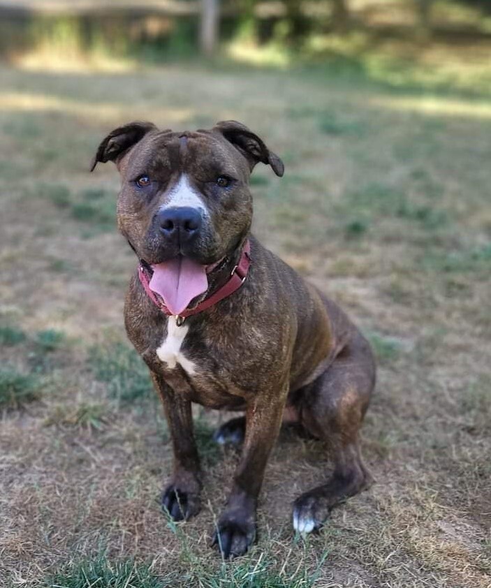 Staffordshire bull 2024 terrier boxer