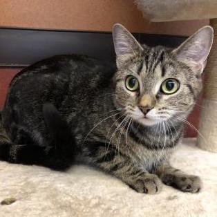 Cat For Adoption Madeline A Domestic Short Hair In Rochester Mn Petfinder