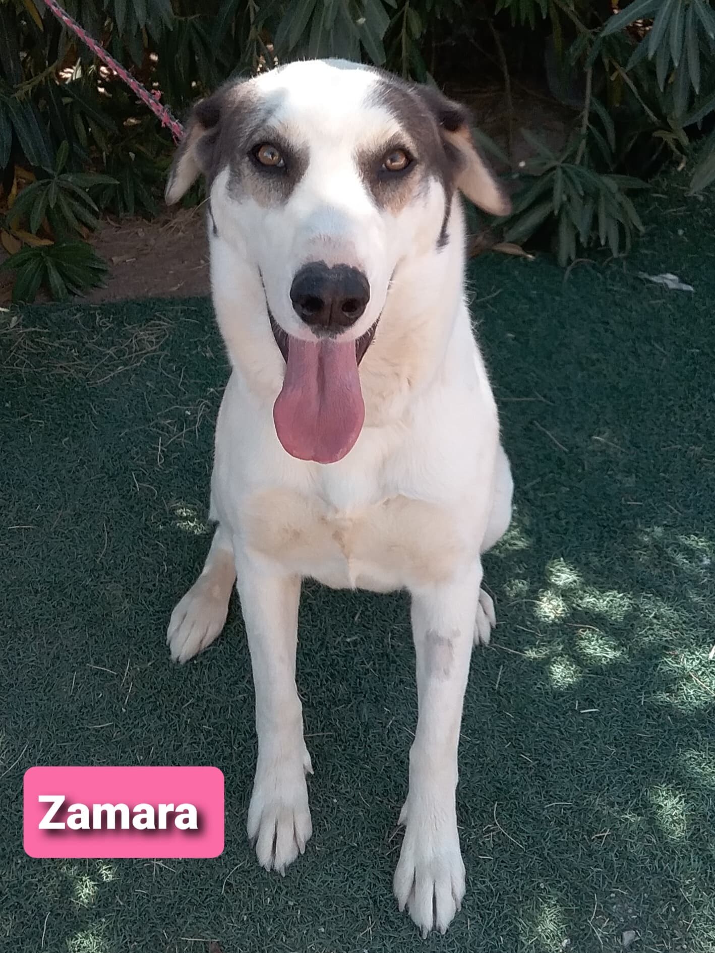 Zamara aka Zulu, an adoptable Collie, Shepherd in Las Vegas, NV, 89136 | Photo Image 2