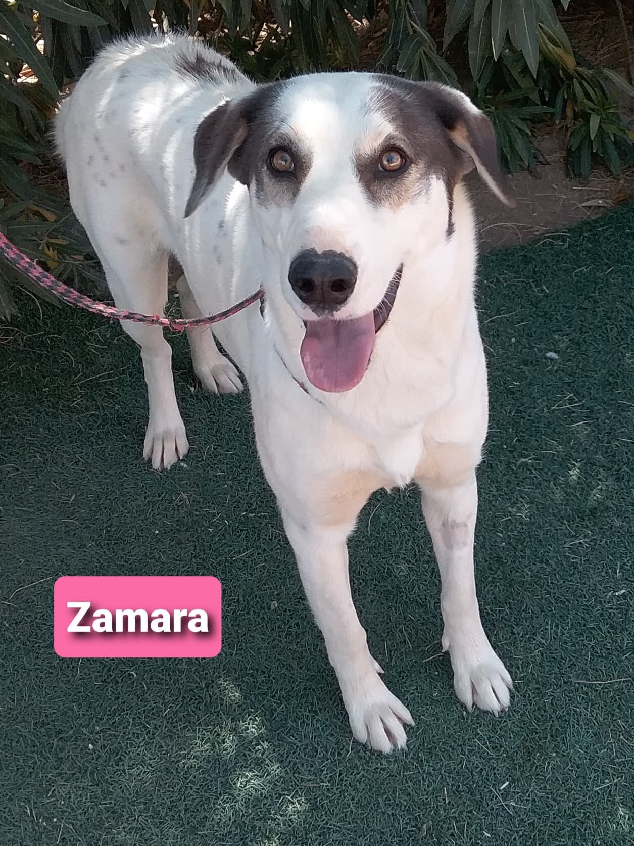 Zamara aka Zulu, an adoptable Collie, Shepherd in Las Vegas, NV, 89136 | Photo Image 3