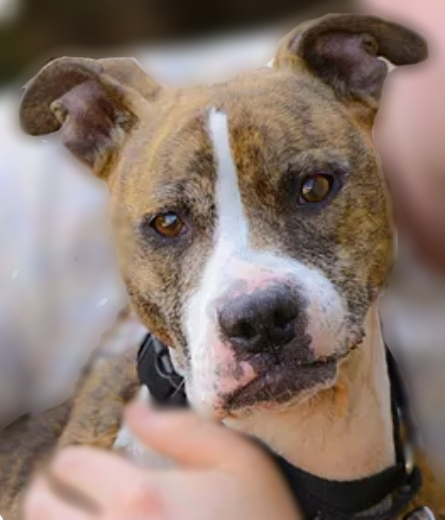 Dog For Adoption Lady Mae A Pit Bull Terrier Mix In Manchester Nh Petfinder