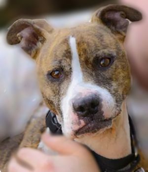 Dogs For Adoption Near Manchester Nh Petfinder