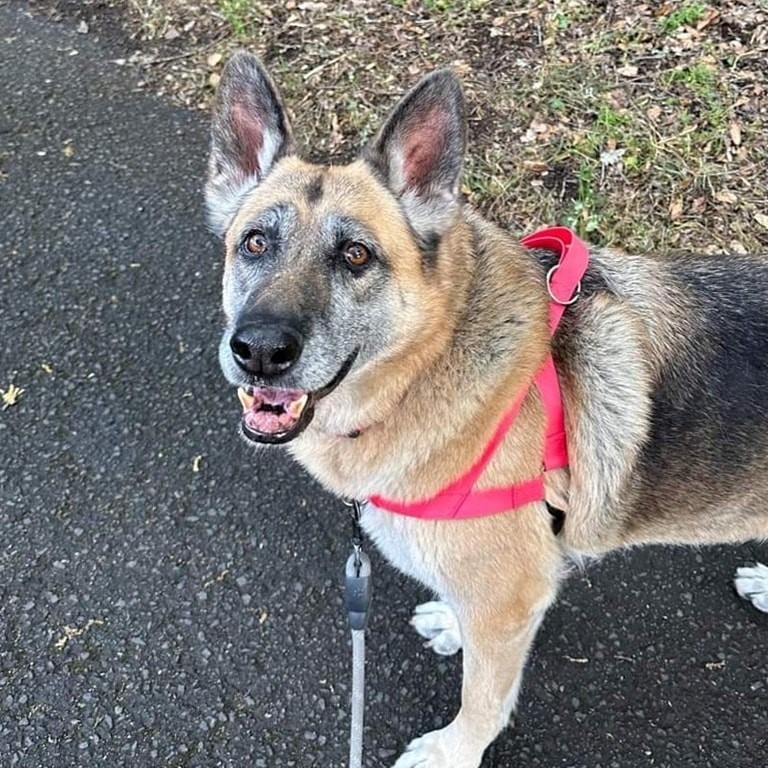 (Adult) Blondie, an adoptable German Shepherd Dog in Calistoga, CA, 94515 | Photo Image 1