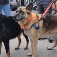 (Adult) Blondie, an adoptable German Shepherd Dog in Calistoga, CA, 94515 | Photo Image 3