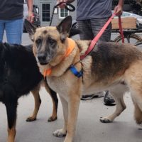 (Adult) Blondie, an adoptable German Shepherd Dog in Calistoga, CA, 94515 | Photo Image 4