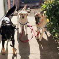 (Adult) Blondie, an adoptable German Shepherd Dog in Calistoga, CA, 94515 | Photo Image 5
