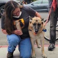 (Adult) Blondie, an adoptable German Shepherd Dog in Calistoga, CA, 94515 | Photo Image 6