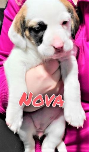 Nova - Brooke