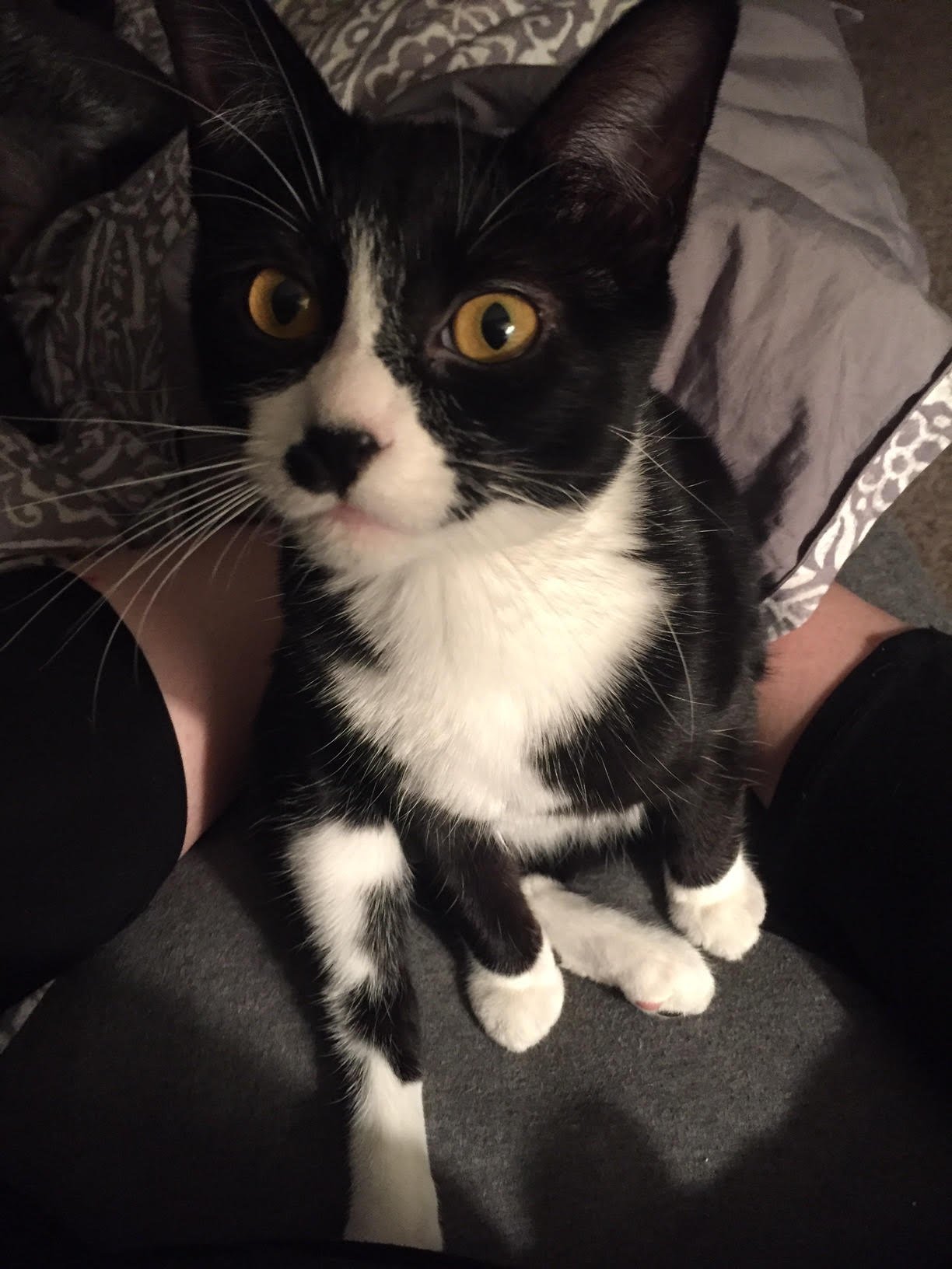 Winnie C200478 *special needs*, an adoptable Manx, Domestic Short Hair in Minnetonka, MN, 55345 | Photo Image 1