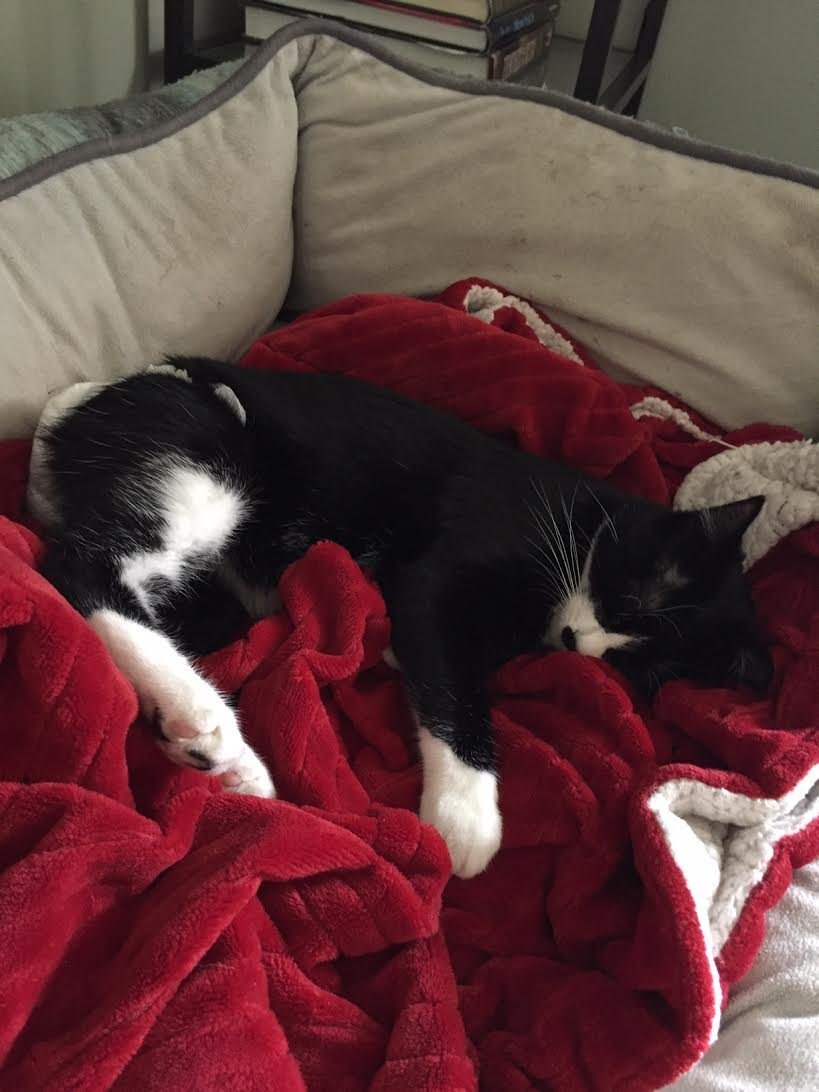 Winnie C200478 *special needs*, an adoptable Manx, Domestic Short Hair in Minnetonka, MN, 55345 | Photo Image 2