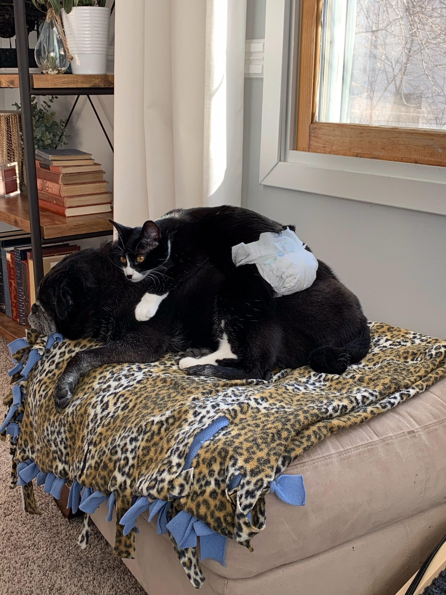 Winnie C200478 *special needs*, an adoptable Manx, Domestic Short Hair in Minnetonka, MN, 55345 | Photo Image 3