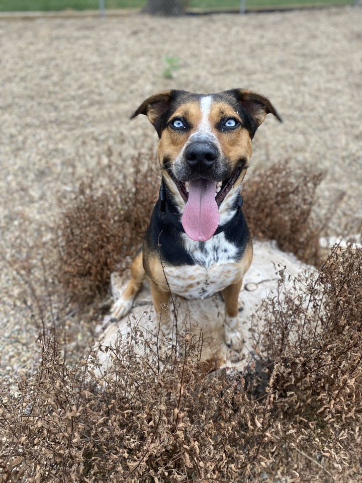 Dog For Adoption Monty A Catahoula Leopard Dog Mix In Waterloo Ia Petfinder