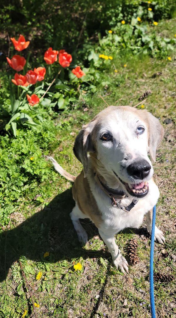 Ziva, an adoptable Hound in Kingston, NY, 12401 | Photo Image 1