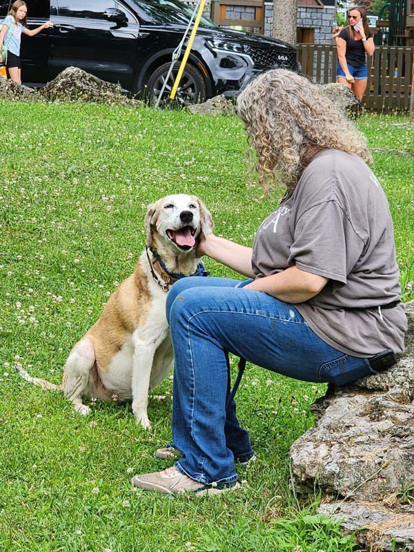 Ziva, an adoptable Hound in Kingston, NY, 12401 | Photo Image 2