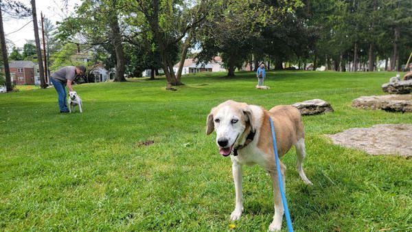 Ziva, an adoptable Hound in Kingston, NY, 12401 | Photo Image 3