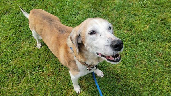 Ziva, an adoptable Hound in Kingston, NY, 12401 | Photo Image 4