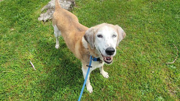 Ziva, an adoptable Hound in Kingston, NY, 12401 | Photo Image 5