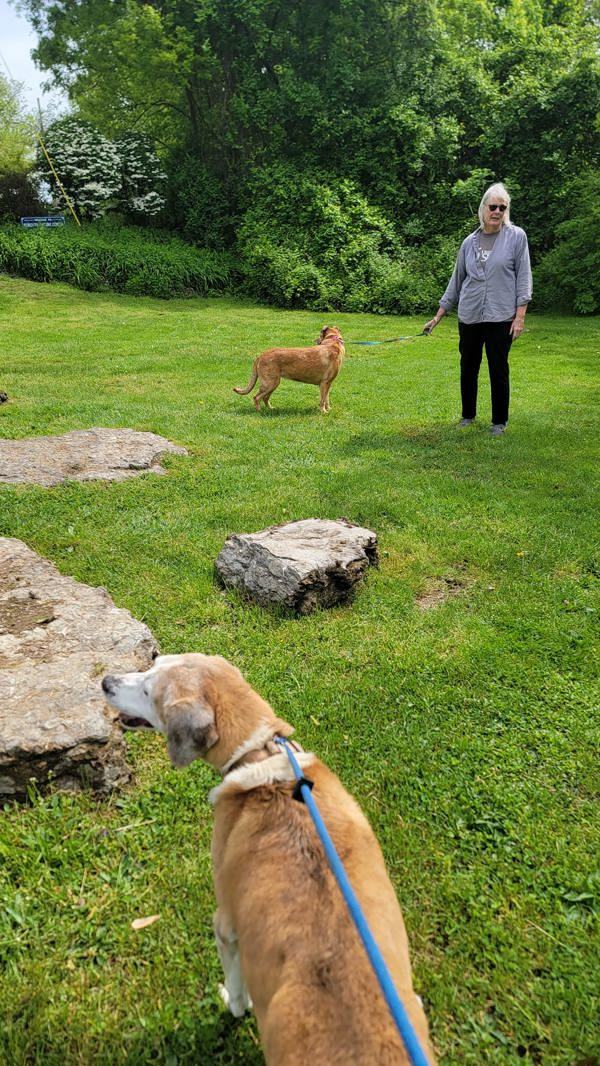 Ziva, an adoptable Hound in Kingston, NY, 12401 | Photo Image 6