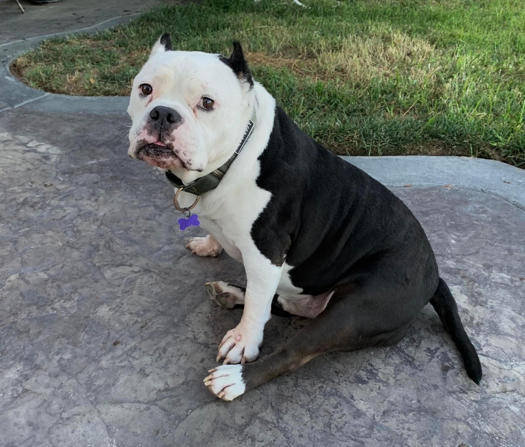 Vinny, an adoptable American Bully in Sacramento, CA, 95833 | Photo Image 3