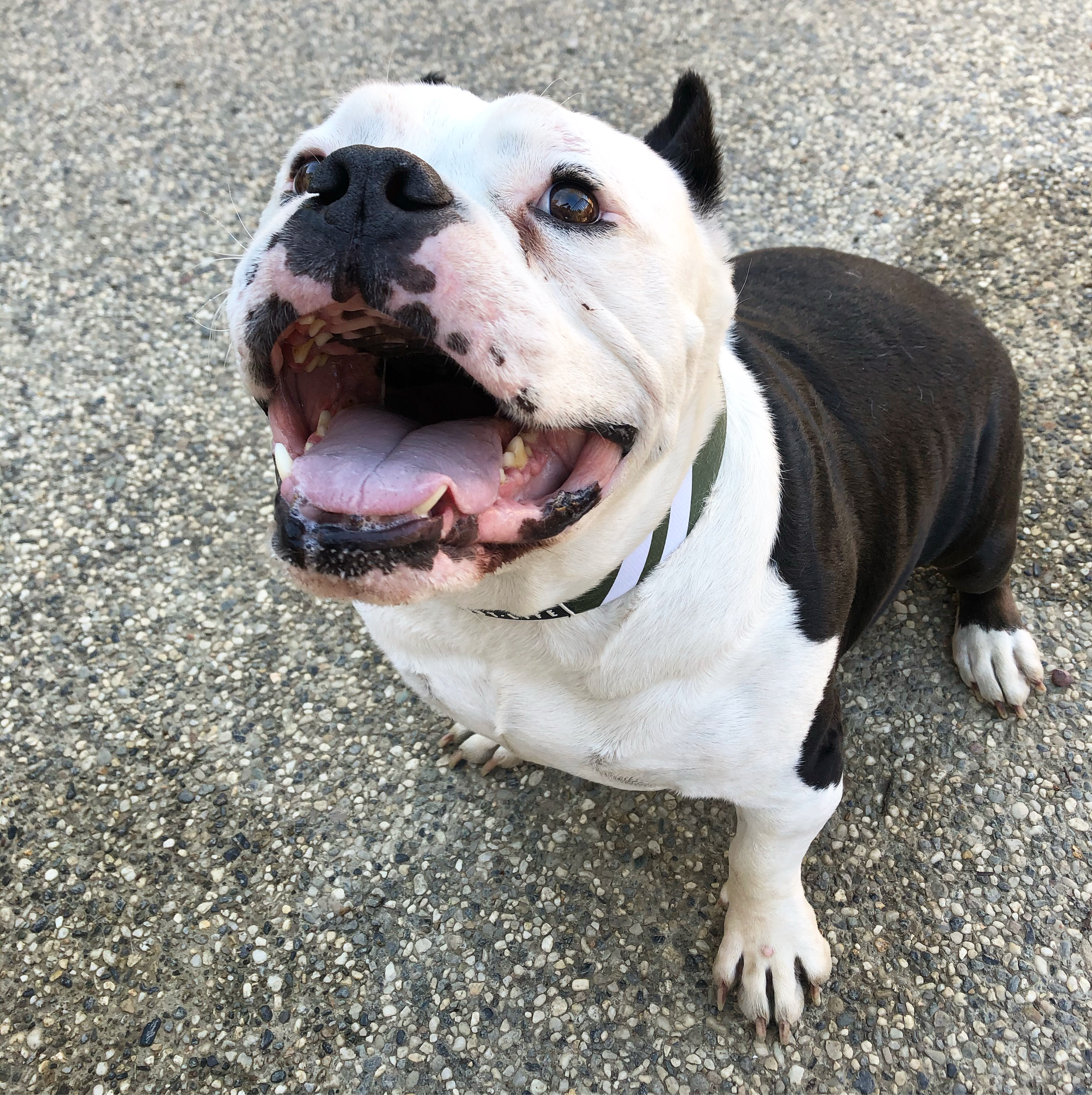 Vinny, an adoptable American Bully in Sacramento, CA, 95833 | Photo Image 4