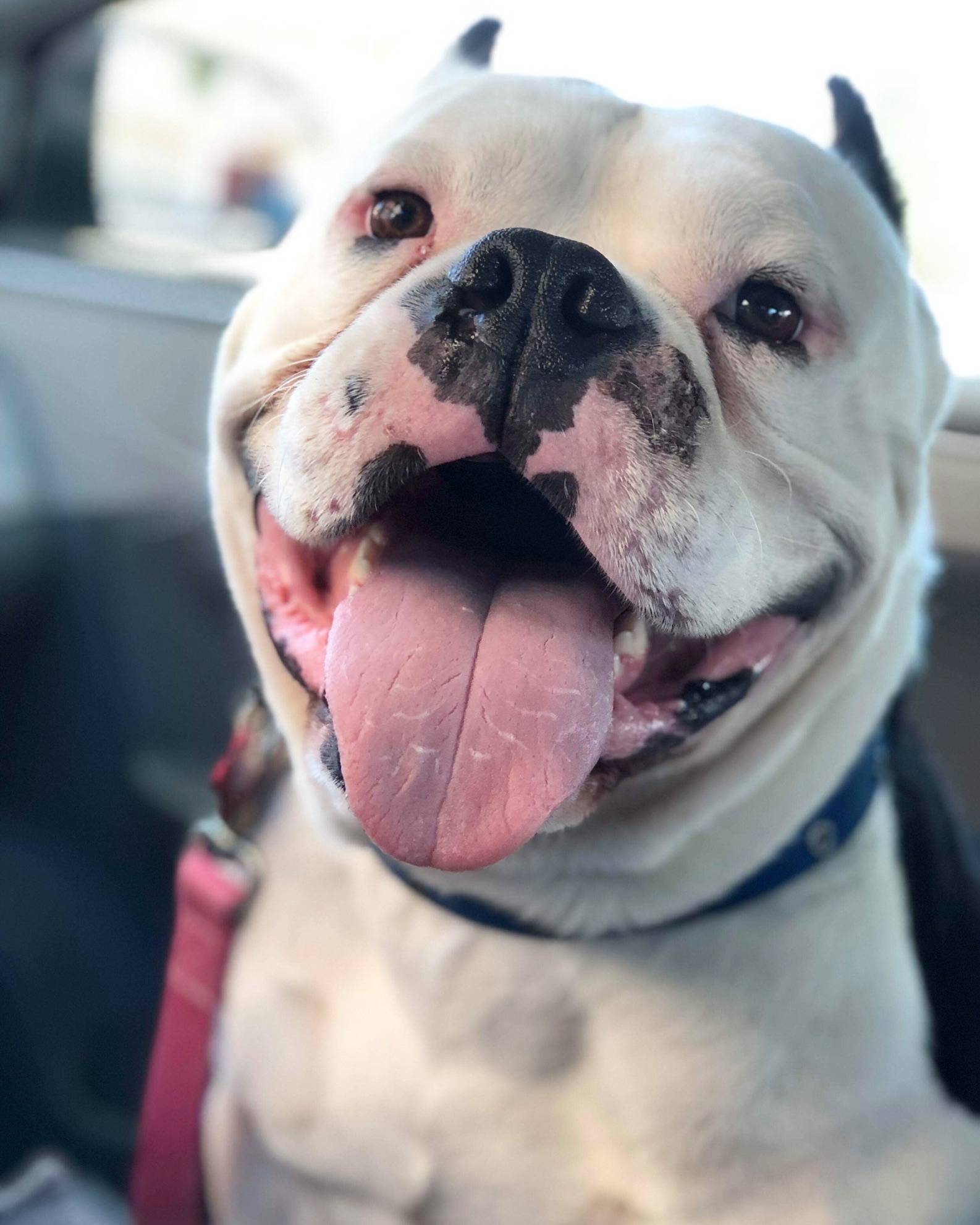 Vinny, an adoptable American Bully in Sacramento, CA, 95833 | Photo Image 1