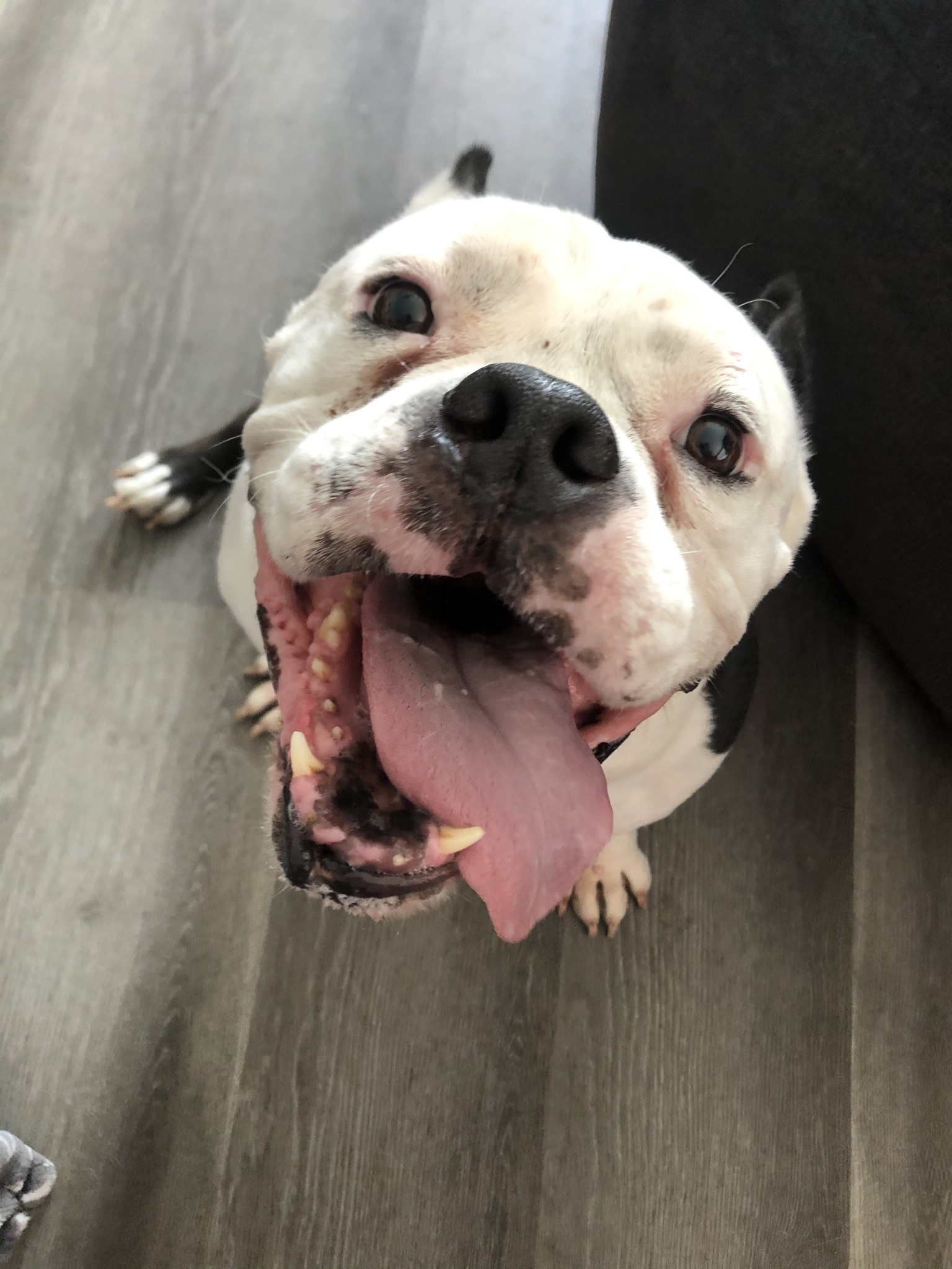 Vinny, an adoptable American Bully in Sacramento, CA, 95833 | Photo Image 5