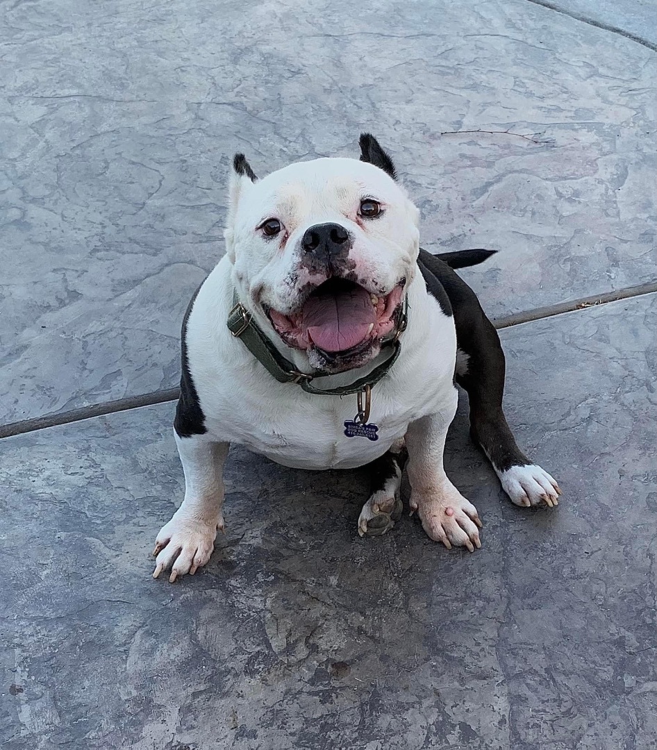 Vinny, an adoptable American Bully in Sacramento, CA, 95833 | Photo Image 6