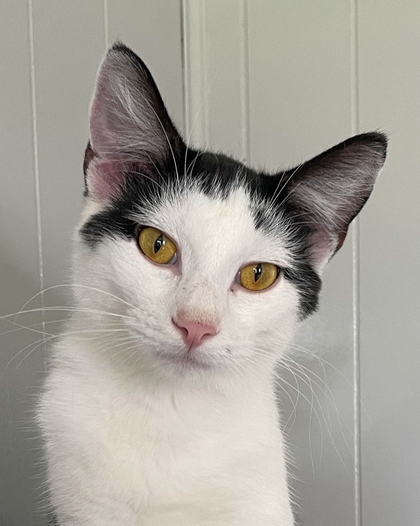 Frosty, an adoptable Domestic Short Hair in Portland, IN, 47371 | Photo Image 1